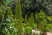 France,Perigord,Dordogne,Cadiot Gardens in Carlux ( Remarkable Garden certification label),topiaries,orange tree in pots and snowball shrub (Viburnum opulus)