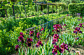 France,Perigord,Dordogne,Cadiot gardens in Carlux ( Remarkable Garden certification label),Iris in bloom
