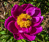France,Perigord,Dordogne,Cadiot gardens in Carlux  ( Remarkable Garden certification label),purple Peony flower (Paeonia) gathered by a bee
