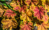 Frankreich,Perigord,Dordogne,Cadiot-Gärten in Carlux ( Gütesiegel „Bemerkenswerter Garten“),Alaunwurzel (Heuchera) Pflanzen mit gelb-orangen Blättern