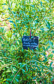 Frankreich,Perigord,Dordogne,Cadiot-Gärten in Carlux (Gütesiegel „Bemerkenswerter Garten“),Goji-Pflanze (Lycium barbarum) (Frucht reich an Antioxidantien)