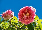 Europa,Frankreich,Garten in Nouvelle Aquitaine,rosa Kletterrose