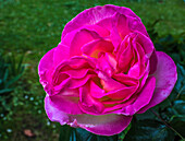 Europe,France,garden in Nouvelle Aquitaine,purple rose bush