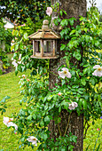 Frankreich,Garten,Vogelfutterstelle und weiße Kletterrose "Sally Holmes" auf einem Baumstamm