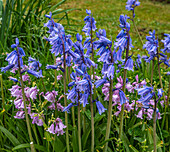 Frankreich,Garten,violette und rosa Glockenblumen im Frühling