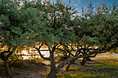 France,Arcachon bay (Bassin d'Arcachon),Audenge,tamarisk trees on the coastal path to the protected natural site of the Domaine de Certes et Graveyron (Conservatoire du Littoral)