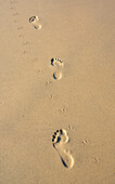 France,Gironde,Arcachon bay (Bassin d'Arcachon),footprints of man and bird on the beach of La Lagune in La Teste-de-Buch