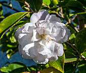 France,Gironde,Bassin d'Arcachon,white flower of autumnal camellia sasanqua