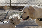 France,Paris,75,close up shot on two dogs meeting up