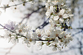 Close-up shot showing a plum tree's blooming branch