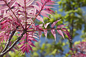 France,Nantes,44,close-up shot showing the leaves of a Chinese mahogany,spring