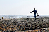 Frankreich,La Bernerie-en-Retz,44,Sammeln von Meeresfrüchten mit der Hand, Spaziergang auf Felsen, die mit wilden Austern bedeckt sind