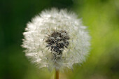 Close-up shot showing a dandelion after flowering