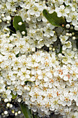 Close-up of flowering pyracantha.