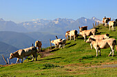 Frankreich,Okzitanien,Hautes Pyrenees department (65),Aspin mountain pass