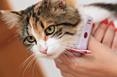 Katze mit GPS-Halsband, verbunden mit einer Ortungsanwendung