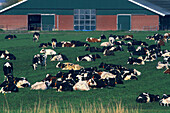 Farming,livestock
