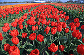 Tulpenfelder in den Niederlanden