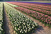 Fields of hyacinths in the Netherlands