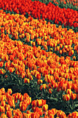 Tulip fields in the Netherlands