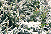 Künstlicher Schnee auf Weihnachtsbäumen