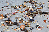 Usa,Florida. Gasparilla Island. Boca Grande. Shells on beach