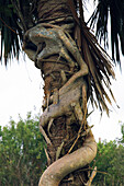 Usa,Florida. Everglades. Strangler fig