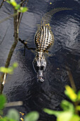 Usa,Florida. Everglades. Alligator