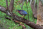 Usa,Florida. Everglades. Loop Road. Green heron