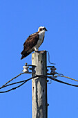 Usa,Florida. Lee County. Matlacha. Ospreys bird