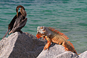 Usa,Florida. Key West. Iguana and cormorant