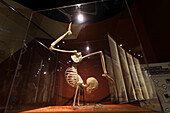 Usa,Floride,Orlando. SKELETONS: Museum Of Osteology. Gymnast skeleton