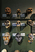 USA, Florida, Orlando. SKELETONS: Museum für Osteologie. Menschliche Schädel