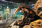 USA, Florida, Orlando. SCHÄDEL: Museum für Osteologie. Tiger