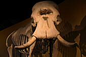 Usa,Floride,Orlando. SKELETONS: Museum für Osteologie. Elefant