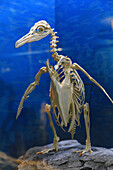 USA, Florida, Orlando. SKELETONS: Museum für Osteologie,Pinguin