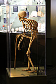 Usa,Floride,Orlando. SKELETONS: Museum für Osteologie. Alter Mann