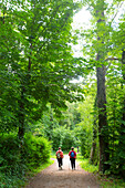 Zwei Frauen von hinten im Wald beim Nordic Walking