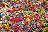 Dichte Blumen in allen Farben