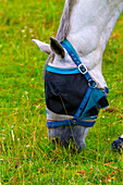 Blindfolded horse in a pasture grazing
