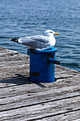 Europe,Germany. Gull resting on a mooring cock