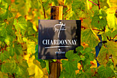 Frankreich, Grand-Est, Marne, Verzenay. Chardonnay