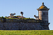 France,Manche,Cotentin. Saint-Vaast-la-Hougue. Pointe de la Hougue,Fort de la Hougue and Vauban tower