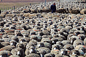 Chile,Magallanes,Patagonia,flock of sheep,