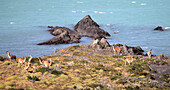 Chile,Magallanes,Torres del Paine,national park,guanacos,lama guanicoe,
