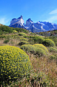 Chile,Magallanes,Torres del Paine,national park,Cuernos del Paine,flora,vegetation,