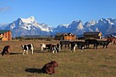 Chile,Magallanes,Torres del Paine,nationalpark,Ranch,Rinder,