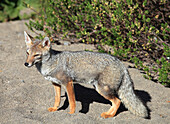 Chile,Lake District,south american gray fox,lycalopex griseus,