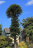 Chile,Lake District,Frutillar,araucaria tree,araucaria araucana,