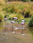 Andean flamingos,phoenicoparrus andinus,Andes,Atacama desert,Chile,